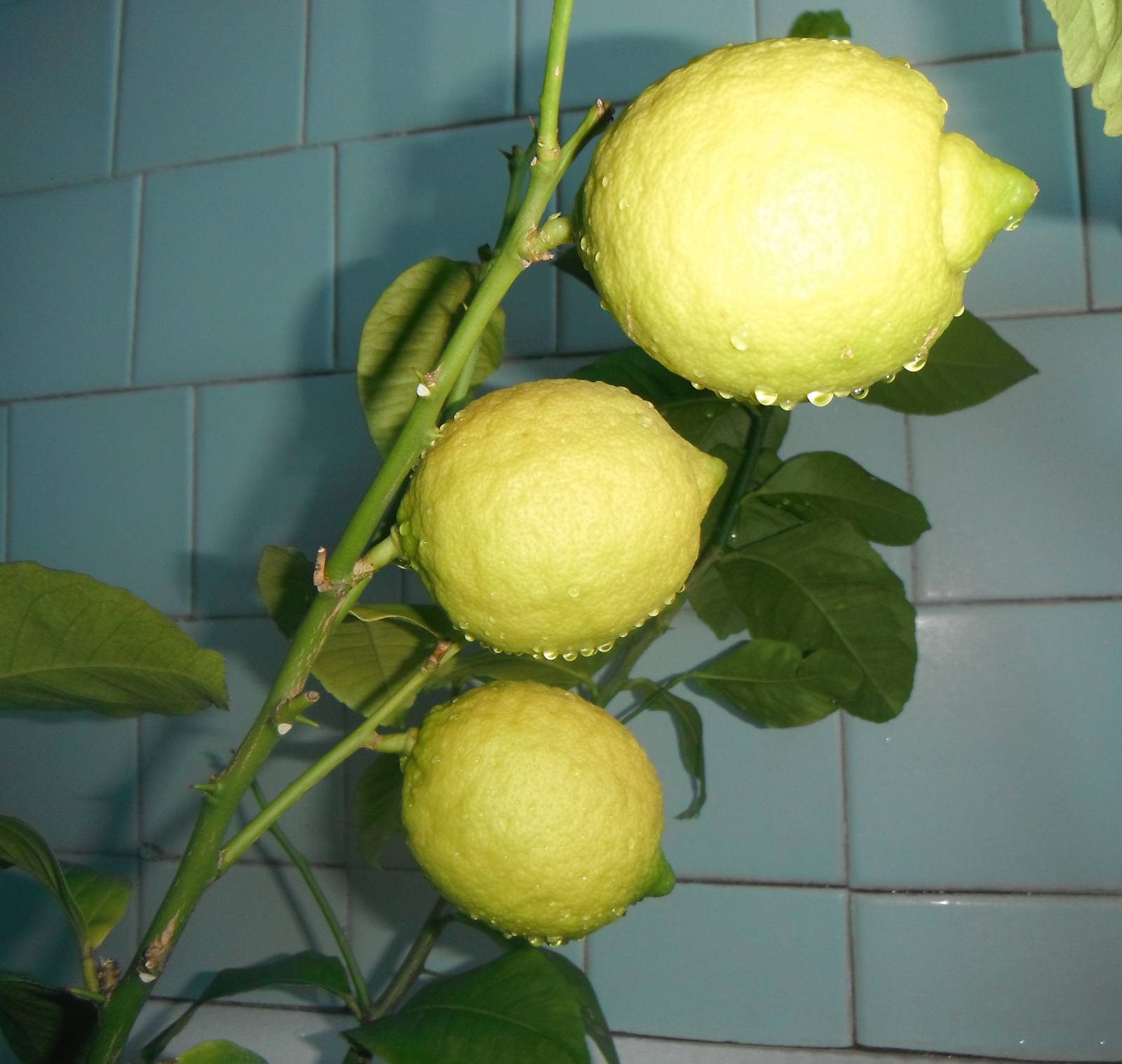 Лимон Юбилейный цветение